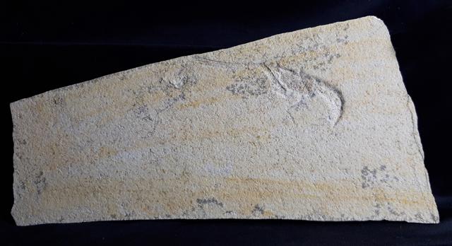 Mecochirus longimanatus SCHLOTHEIM 1820 mit Spur - Bild © FossNet FossilienStore